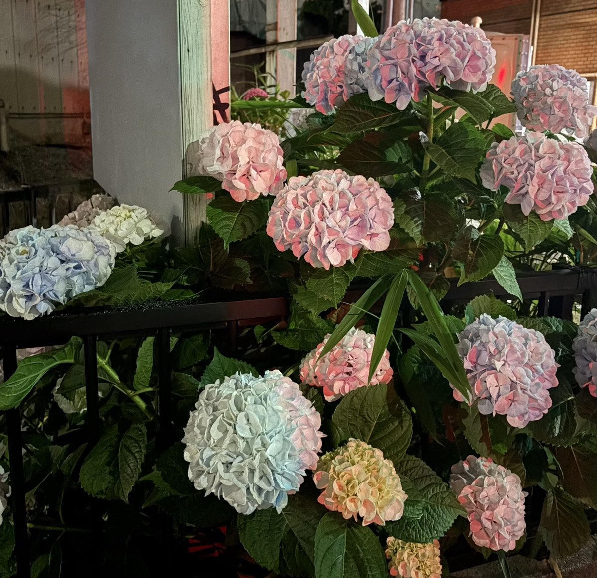 IMG_4486.jpeg